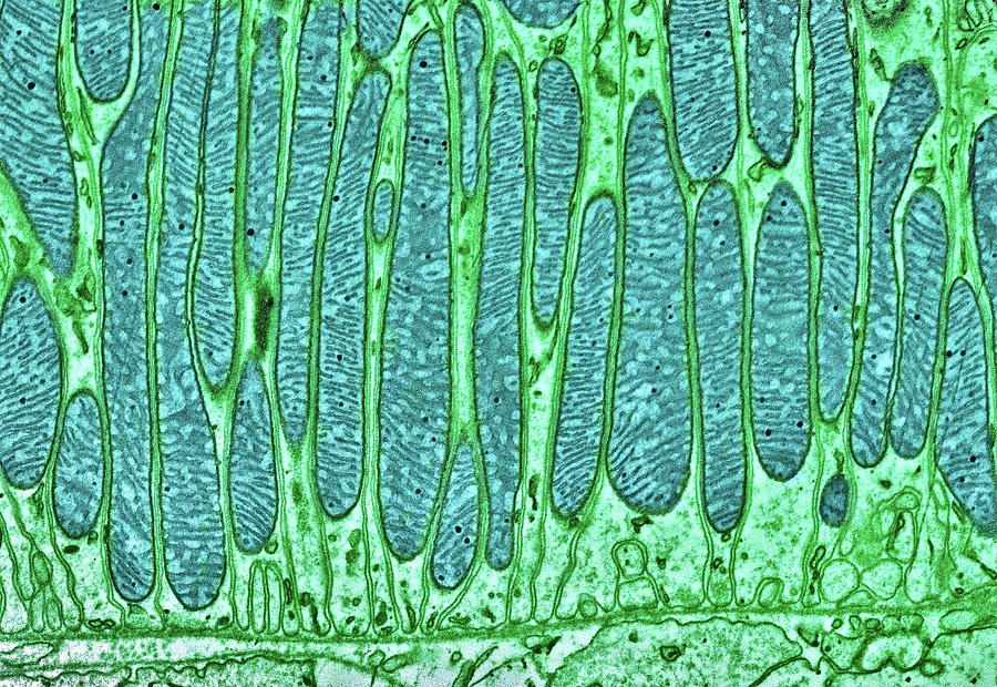 Mitochondria #1 Photograph by Thomas Deerinck, Ncmir/science Photo Library