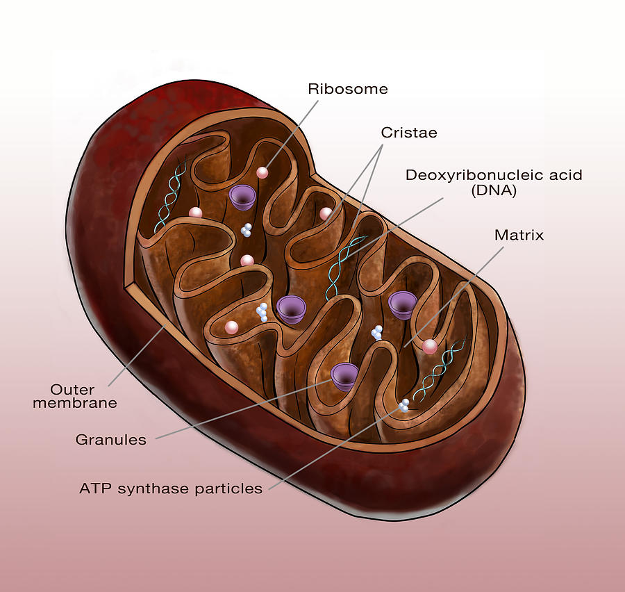Mitochondrion, Illustration Photograph by Spencer Sutton Pixels