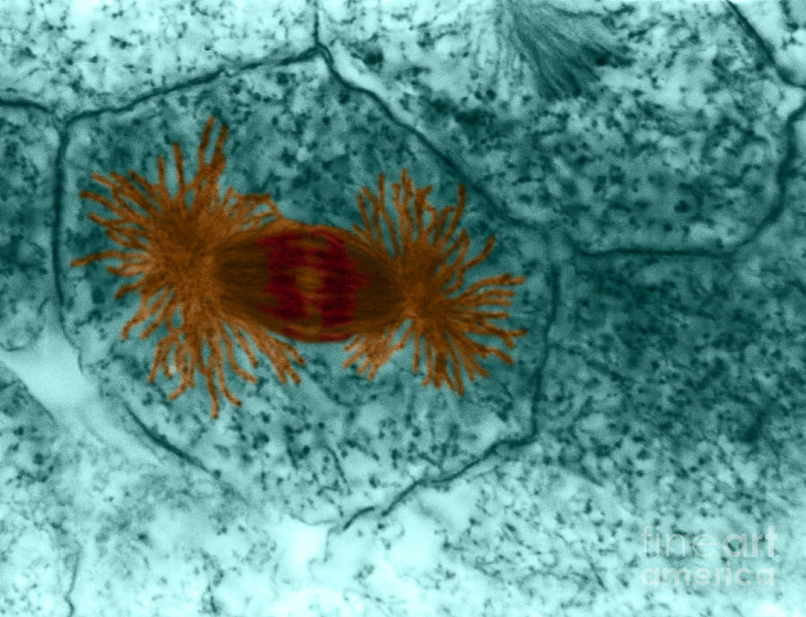 Eukaryote Photograph - Mitosis, Anaphase, Lm #1 by Jerome Pickett-Heaps