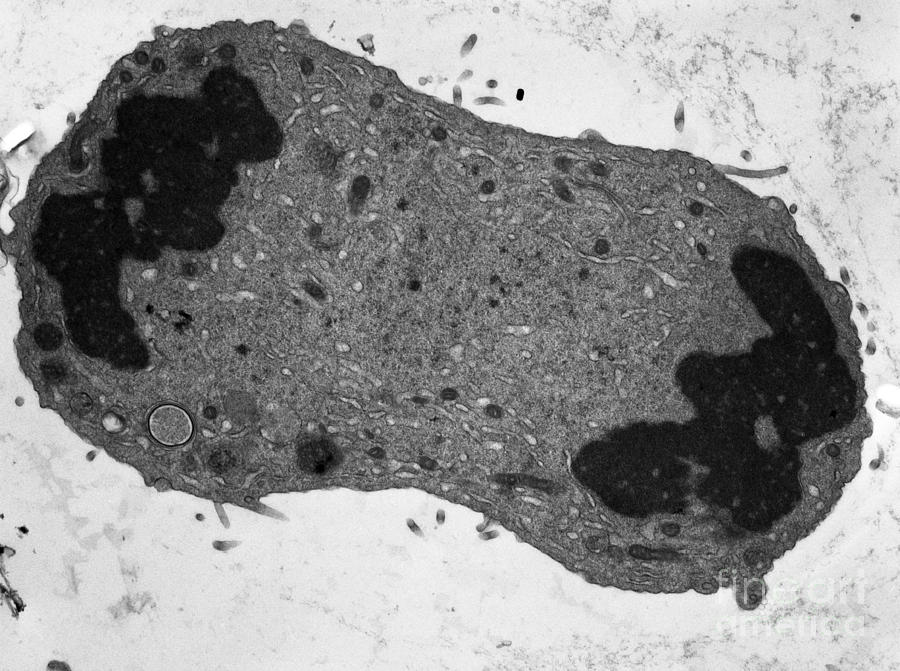 Mitosis, Tem #1 Photograph by David M. Phillips
