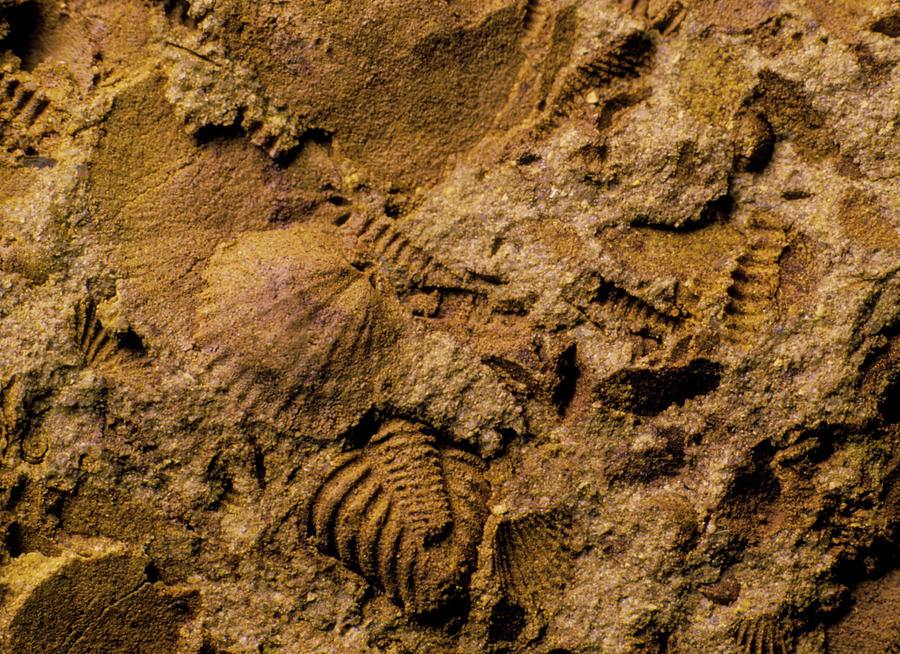 Mixed Assemblage Of Fossils From The Silurian 1 by Sinclair Stammers