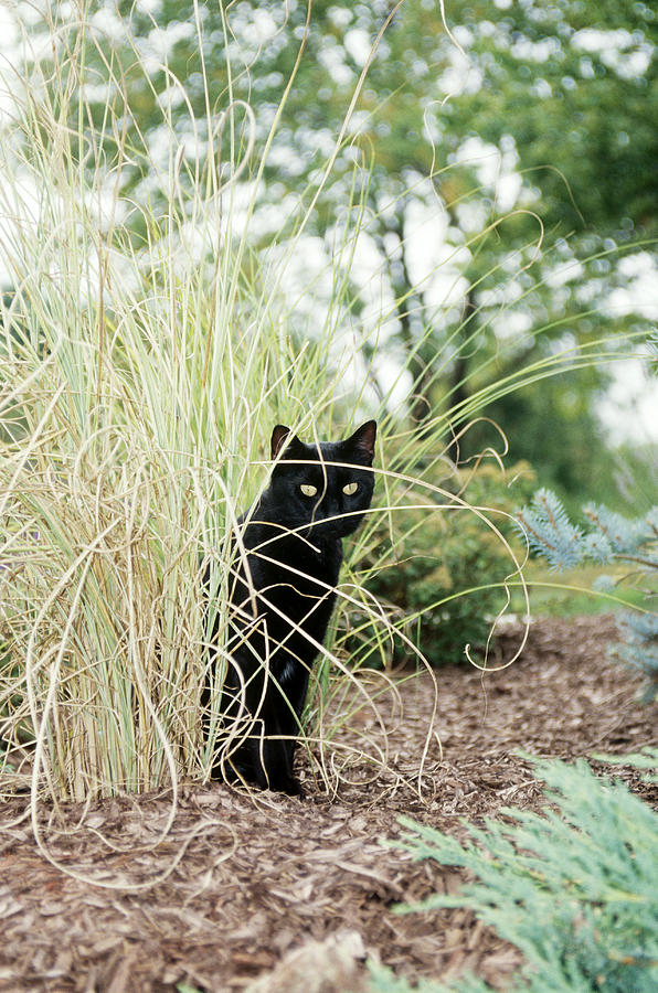 Mixed Breed Cat #1 Photograph by Bonnie Sue Rauch