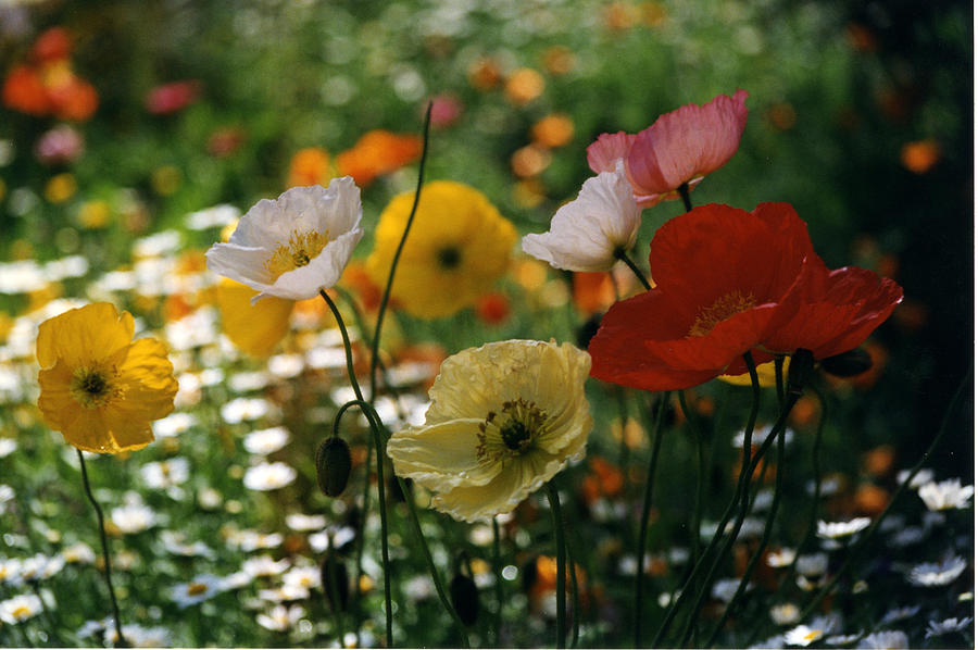 Mixed Color Poppies #1 Photograph by Robert Lozen