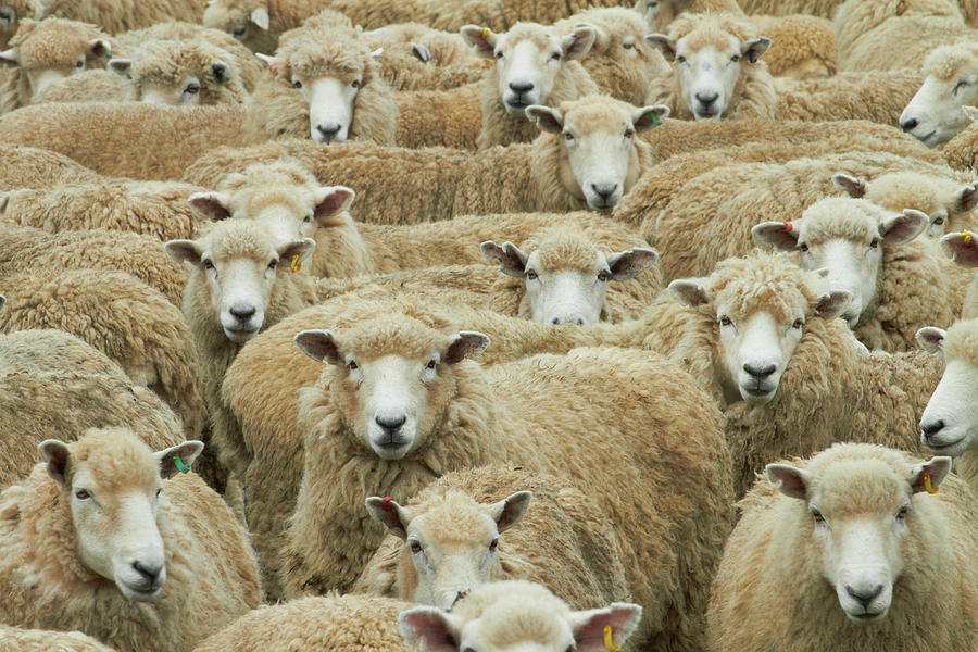 Mob Of Sheep, Catlins, South Otago Photograph by David Wall - Pixels