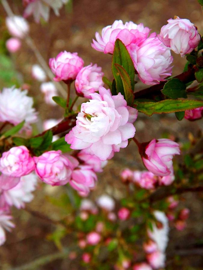 Mock Almond Photograph by Dancingfire Brenda Morrell - Fine Art America