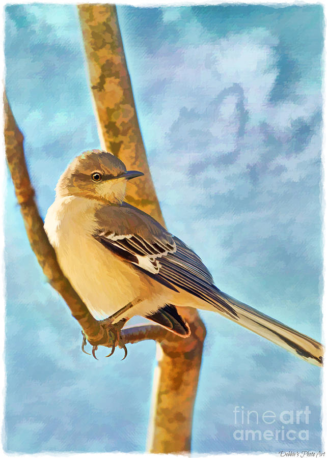 Mockingbird - Digital Paint I Photograph by Debbie Portwood
