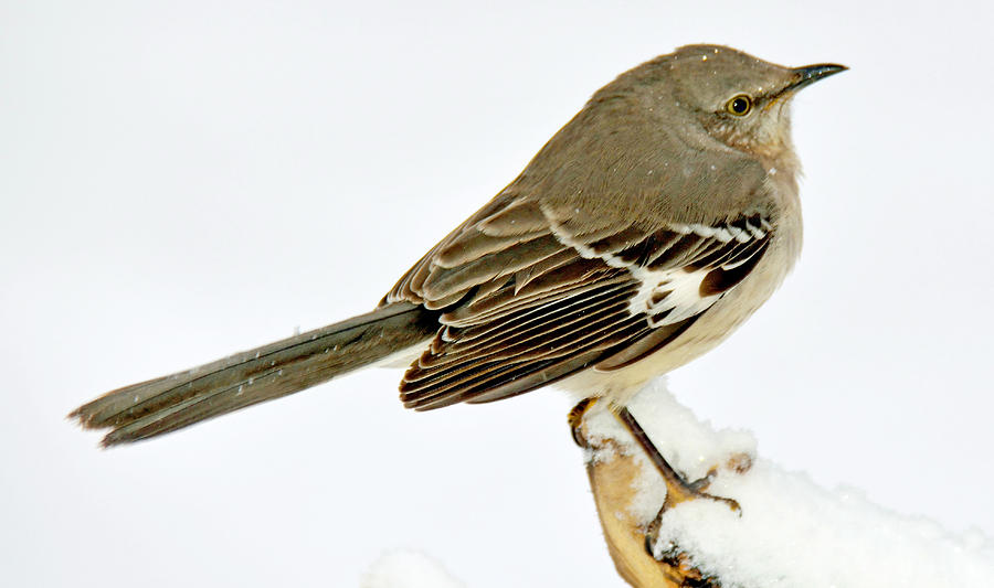 Mockingbird in Winter Animal Portrait #1 Photograph by A Macarthur Gurmankin
