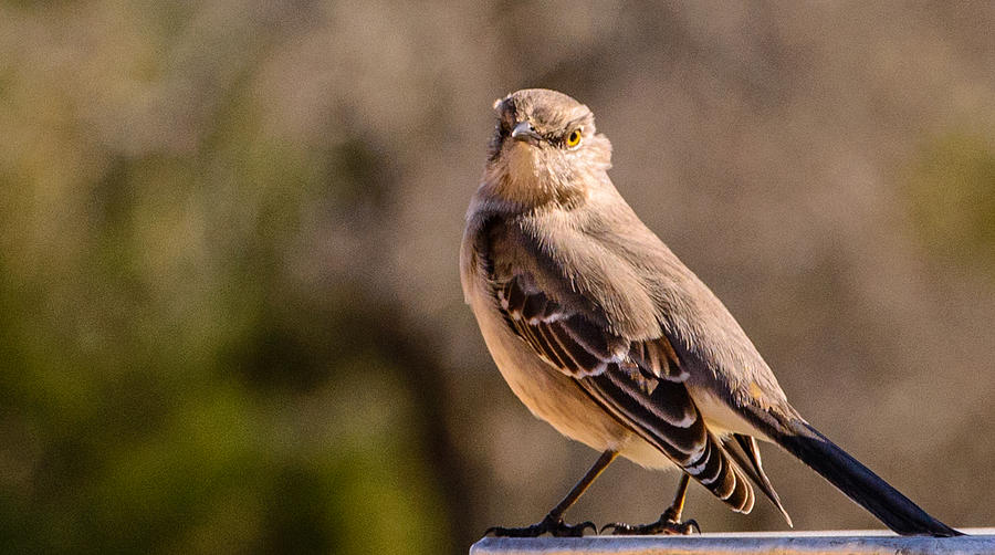 Mockingbird #1 Photograph by John Johnson