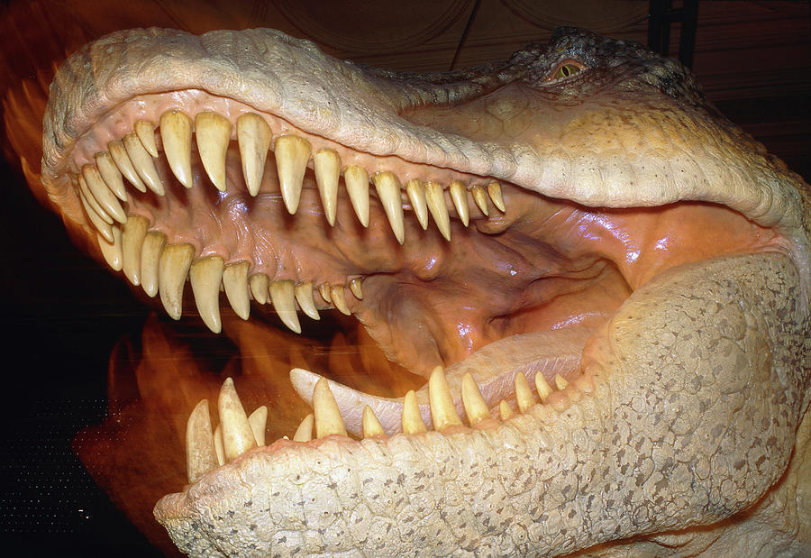 Model Head Of The Dinosaur #1 Photograph by David Parker/science Photo Library