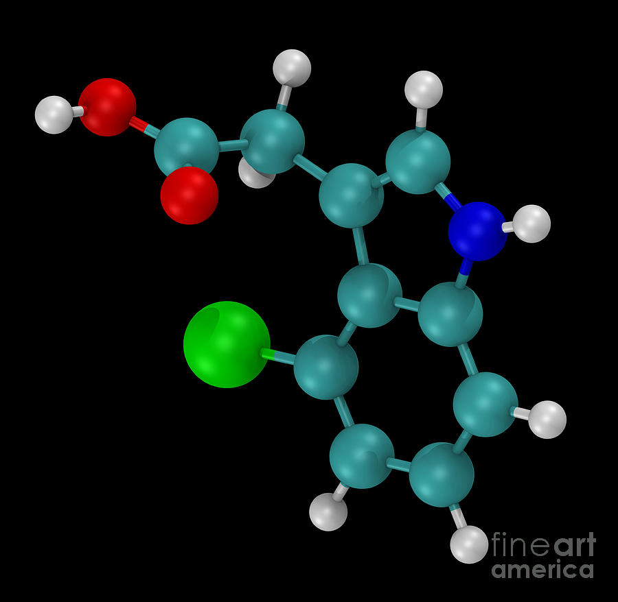 Model Of 4-chloroindole-3-acetic Acid #1 Photograph by Scott Camazine