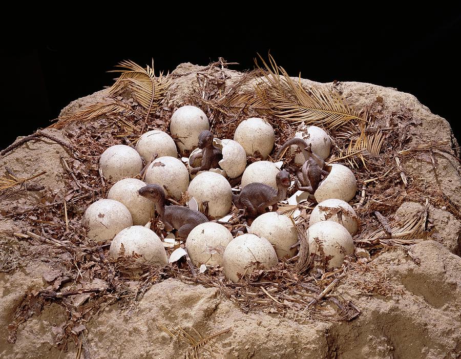 Pterodactyl Nest picture, by damianjenkins1 for: nest eggs photoshop  contest 