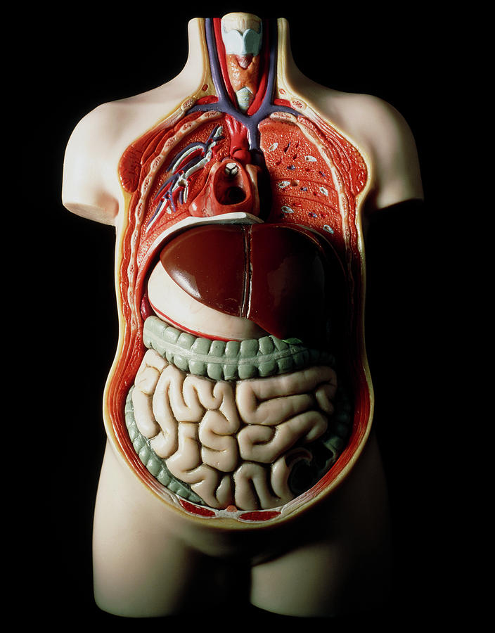 Model Of Human Torso Showing Internal Organs Photograph by Martin Dohrn/science Photo Library
