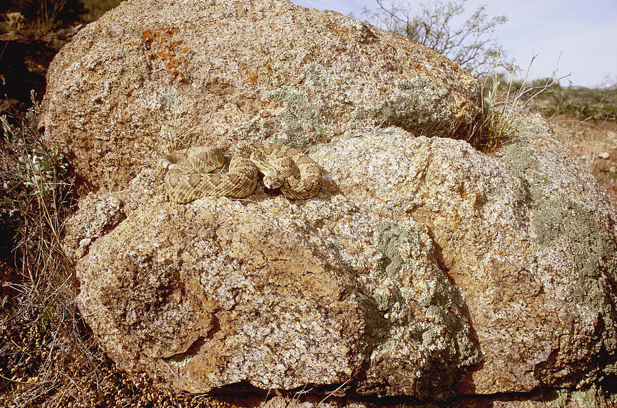 Mojave Rattlesnake #1 Photograph by Craig K. Lorenz