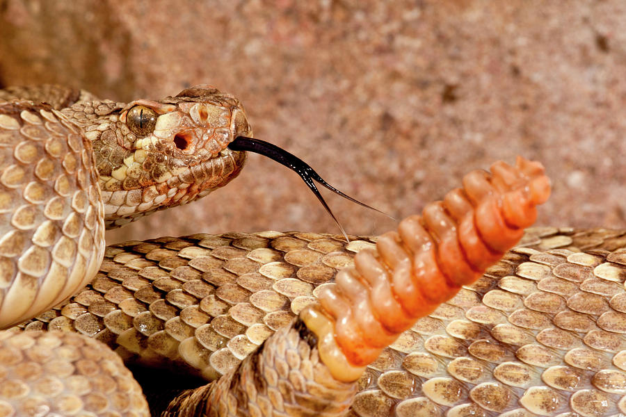 Mojave Rattlesnake, Crotalus Photograph By David Northcott