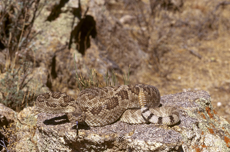 Mojave Rattlesnake #1 Photograph by Gerald C. Kelley