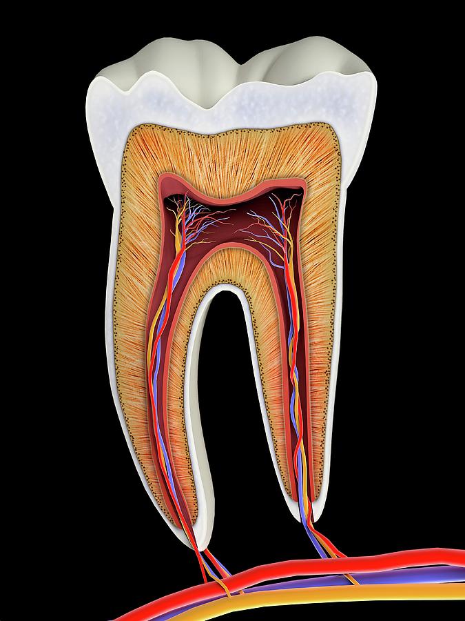 Molar Tooth Cross-section #1 Photograph by Alfred Pasieka