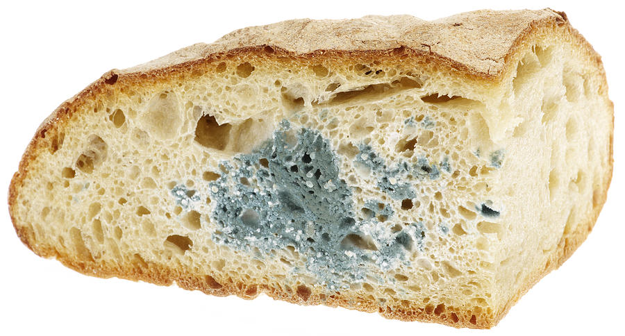 Mold On Bread #1 Photograph by Tanukiphoto