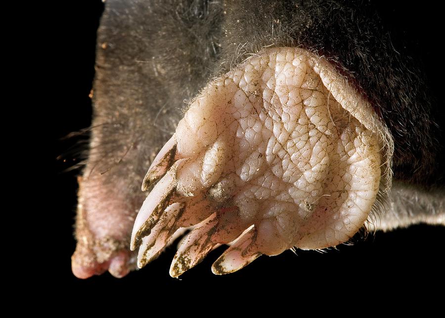 Mole Forepaw #1 Photograph by Tim Vernon / Science Photo Library
