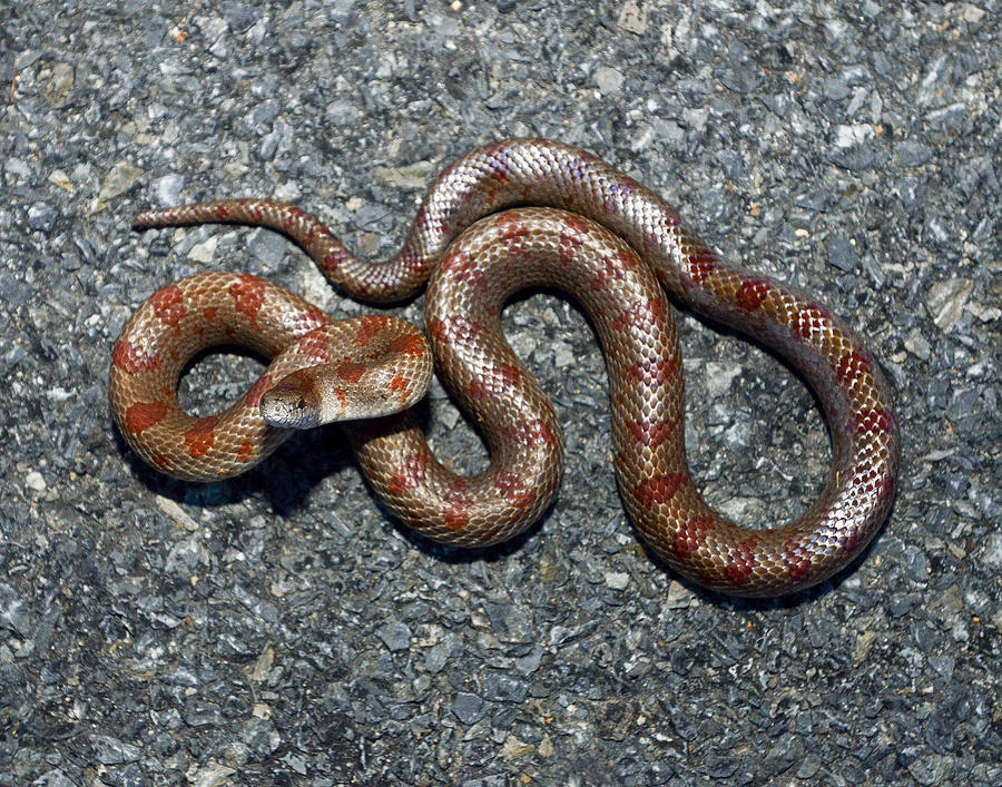 Mole King Snake Photograph by Eric Abernethy - Pixels