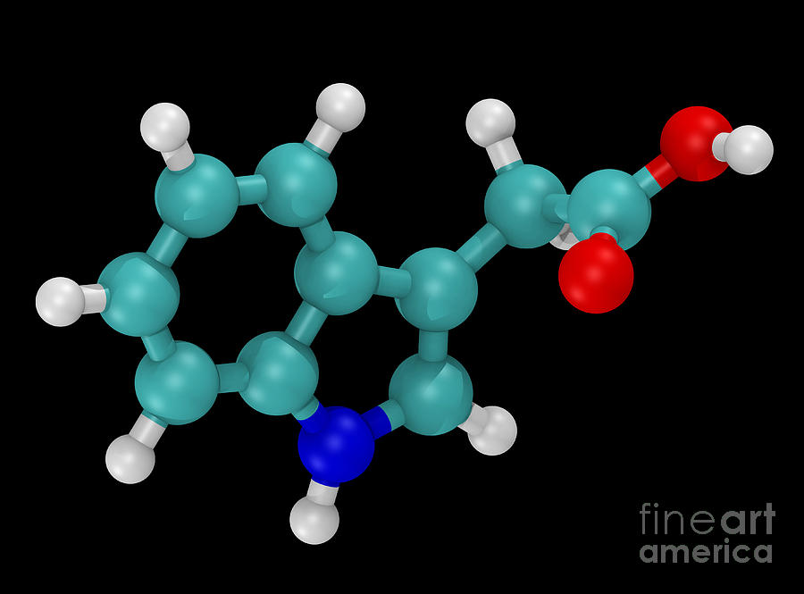 Molecular Model Of Indole-3-acetic Acid #1 Photograph by Scott Camazine