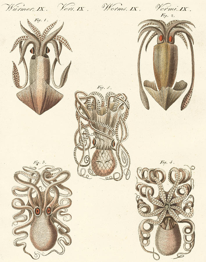 Octopus Drawing - Molluscs or soft worms by German School