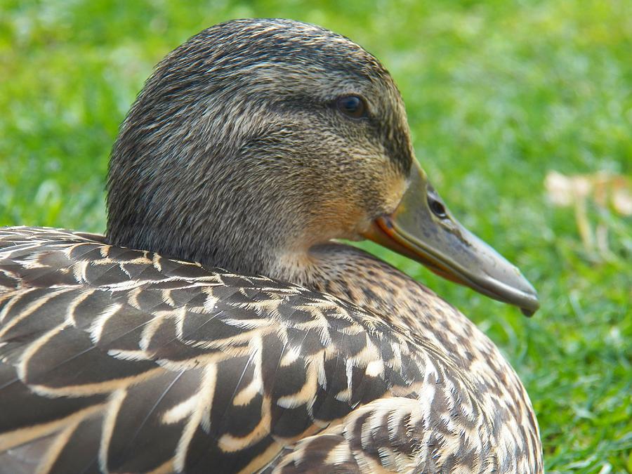 Momma Mallard Photograph by Jennifer Mahaffey - Fine Art America