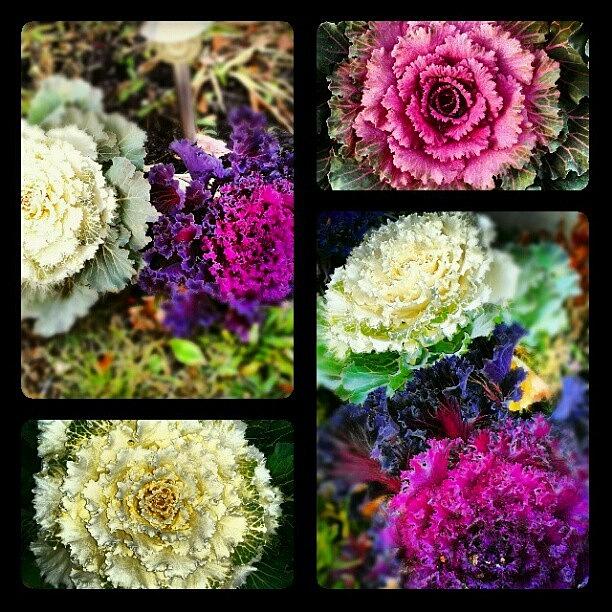 Flower Photograph - #momsgarden #gardens #flowers #1 by Erica Mason