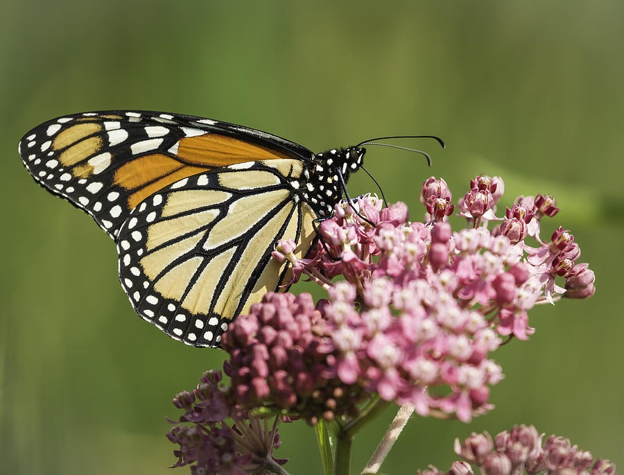 Monarch And Milkweed Photograph by Thomas Young
