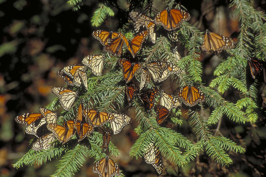 Monarch Butterflies #1 Photograph by Brenda Tharp