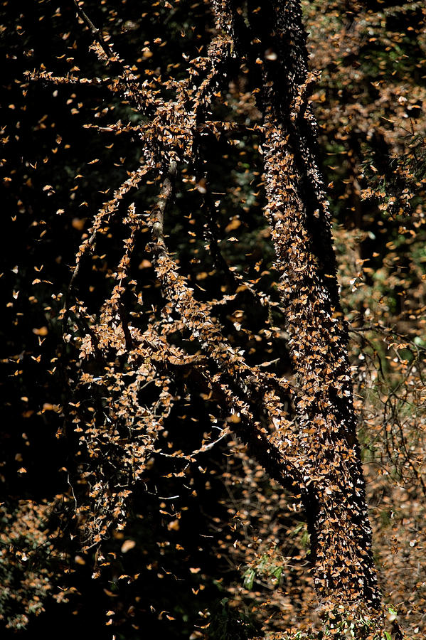 Monarch Butterflies Danaus Plexippus Photograph By Chico Sanchez - Fine ...