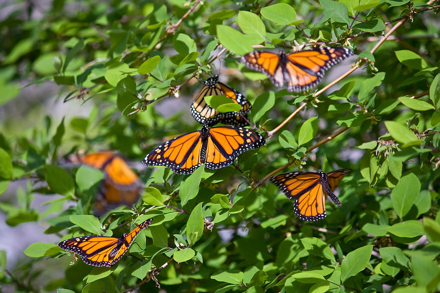 Monarch Butterflies #1 Photograph by Melinda Fawver