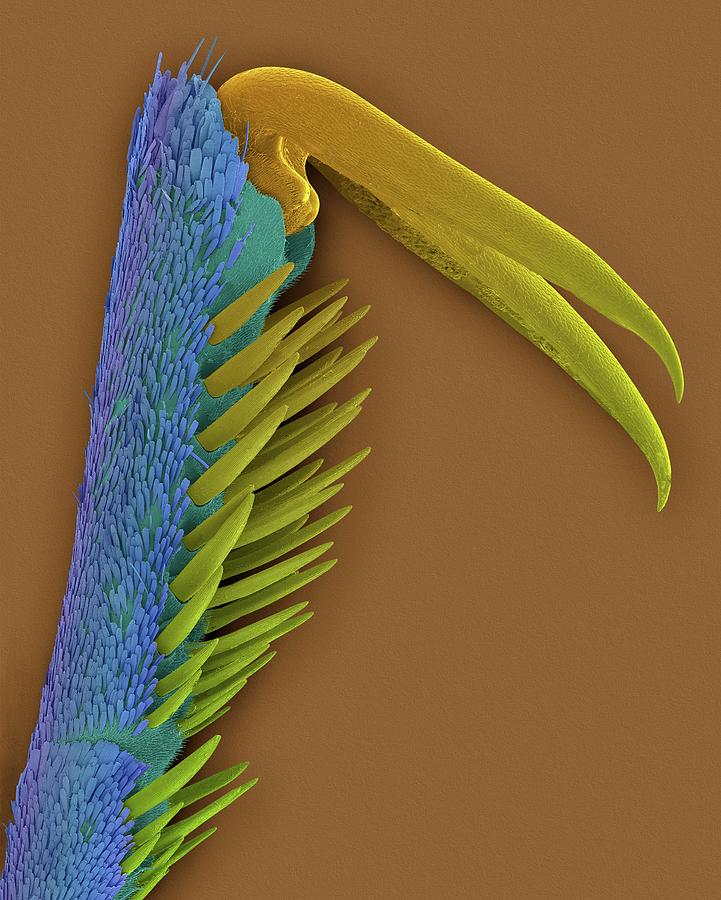 Monarch Butterfly Claw #1 Photograph by Dennis Kunkel Microscopy/science Photo Library