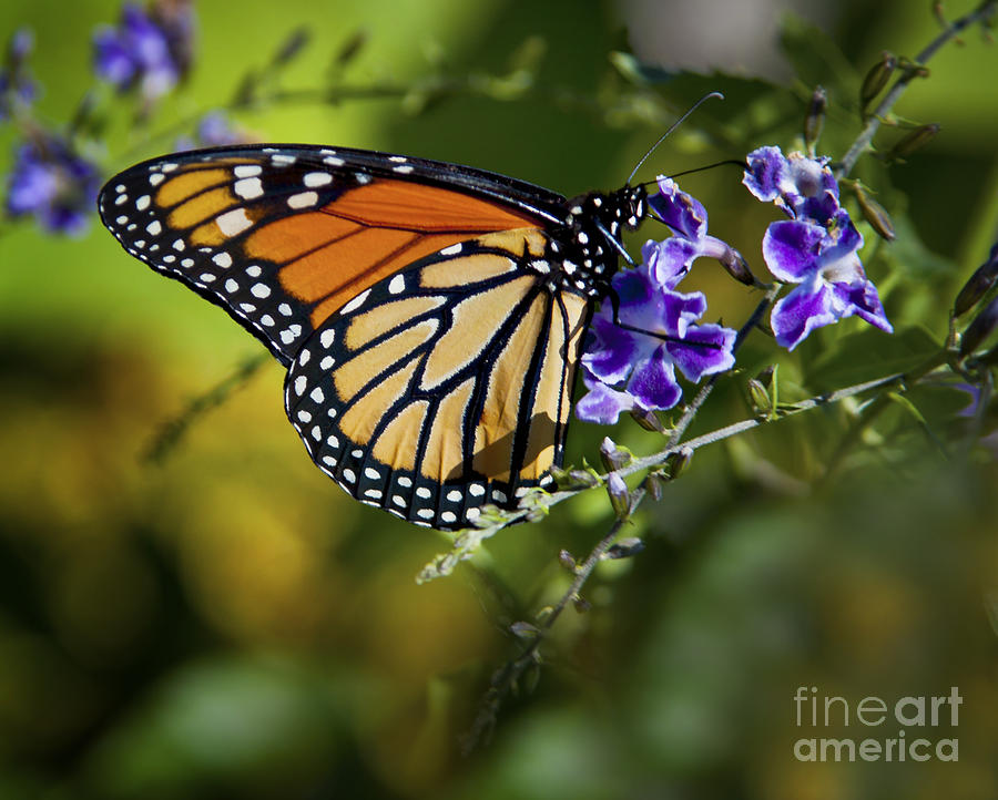 Butterfly Photograph - Monarch Butterfly by David Millenheft