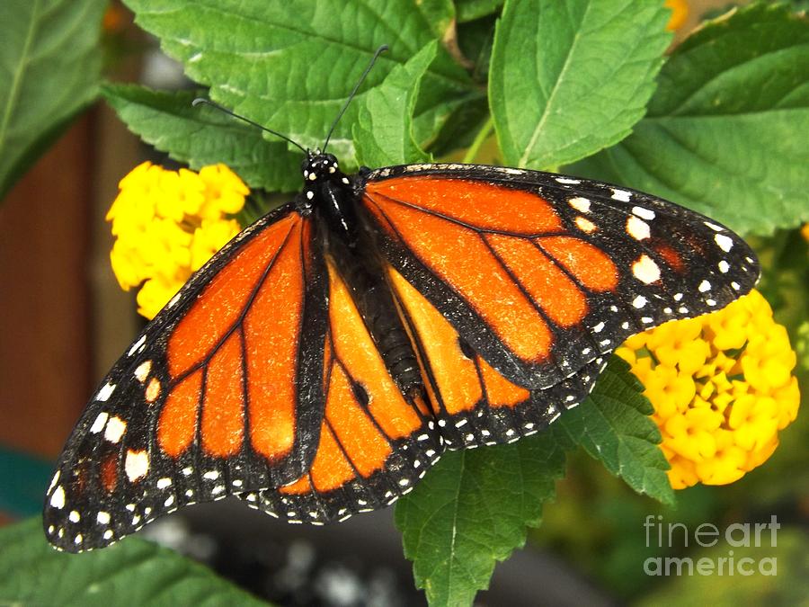Monarch Butterfly Open Photograph by Deb Schense