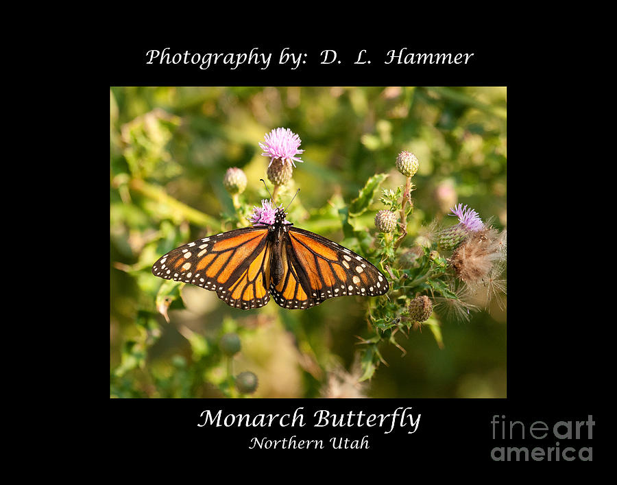 Monarch Butterfly #1 Photograph by Dennis Hammer