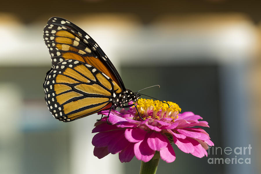 Monarch Butterfly Drinking on a Pink Zinnia #1 Photograph by James L Davidson