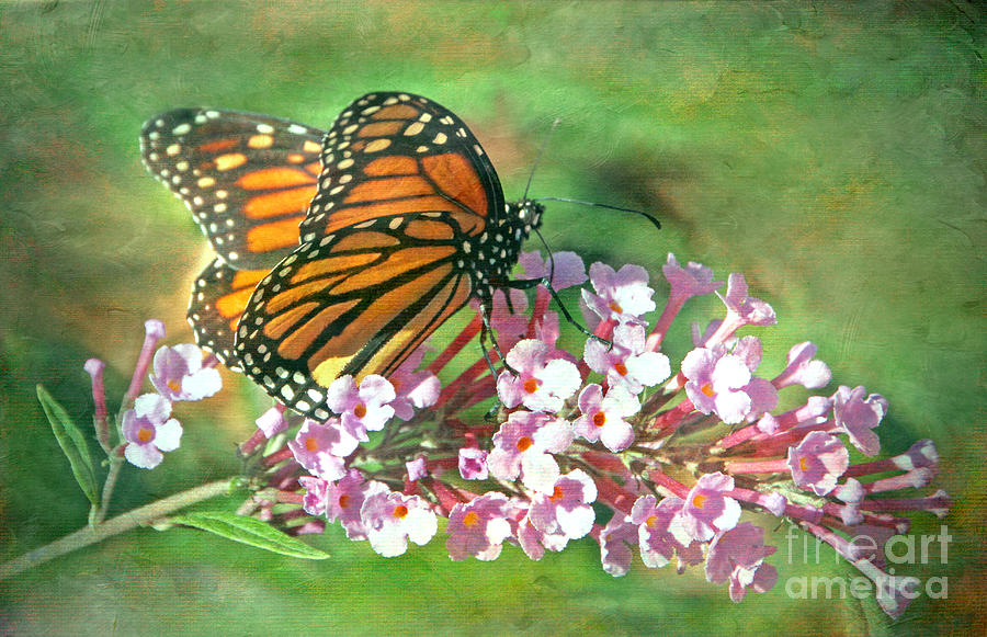 Omaha Photograph - Monarch butterfly #1 by Elizabeth Winter