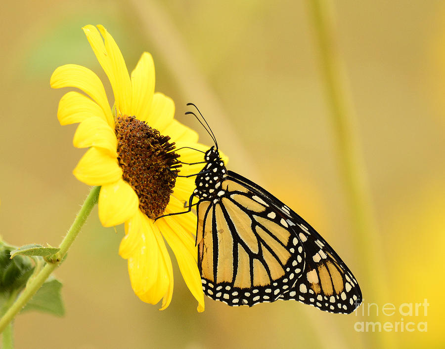 Monarch Butterfly Feeding #1 Photograph by Dennis Hammer