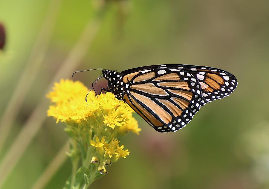 Monarch Butterfly Feeding II #1 Photograph by John Dart