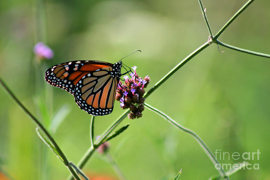 Monarch Butterfly in Field #1 Photograph by Karen Adams