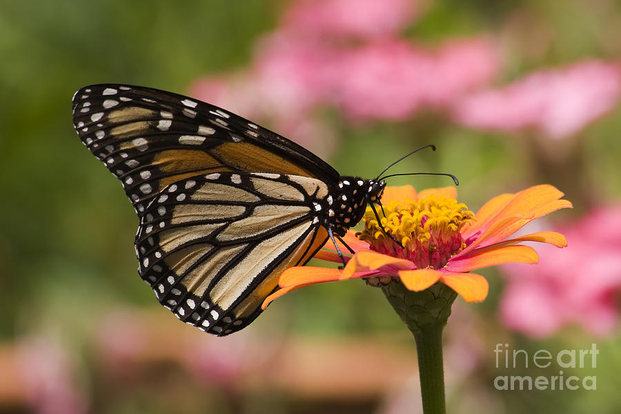 Monarch Butterfly #8 Photograph by Jill Lang