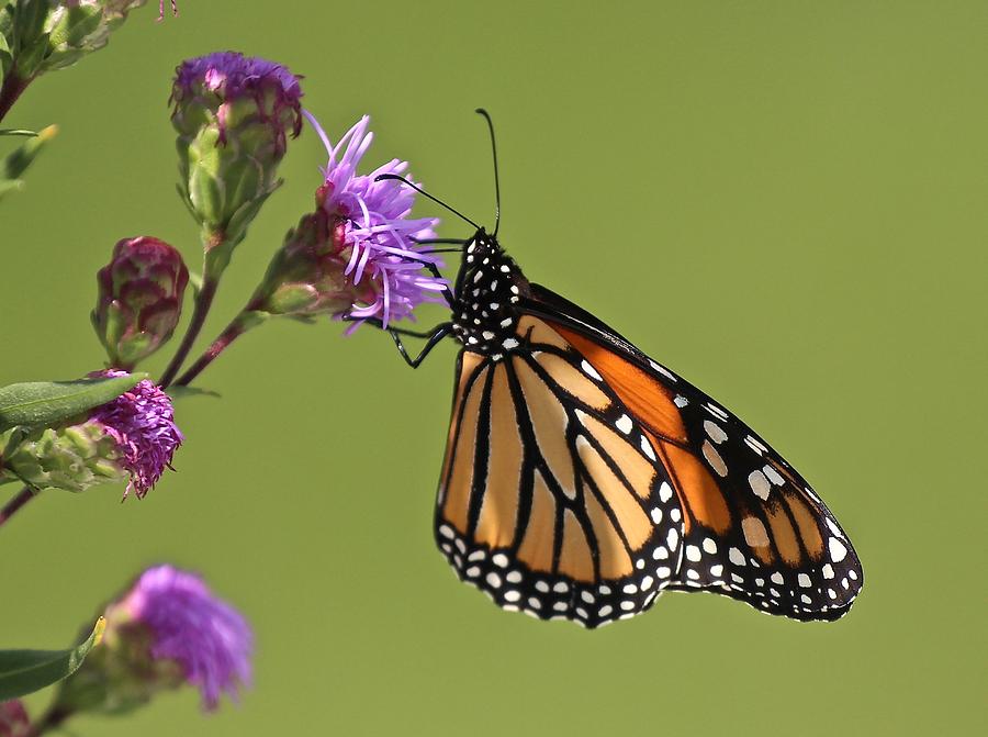 Monarch Butterfly #1 Photograph by John Dart