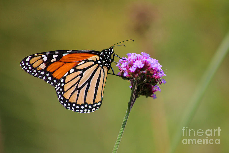 Monarch Butterfly #2 Photograph by Karen Adams