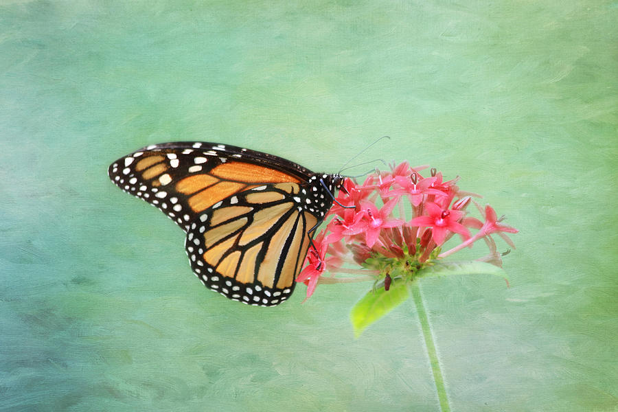 Monarch Butterfly #1 Photograph by Kim Hojnacki