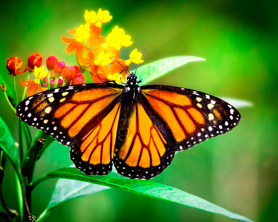Monarch Butterfly #2 Photograph by Mark Andrew Thomas