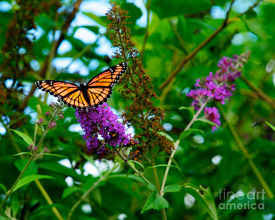 Monarch Butterfly #1 Photograph by Mark Dodd