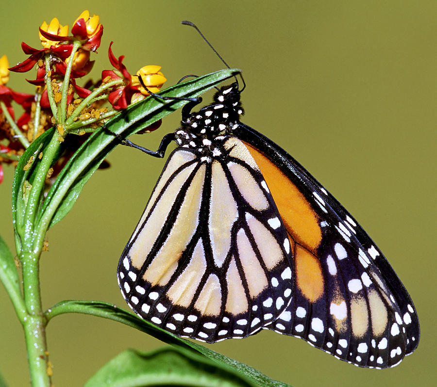 Wildlife Photograph - Monarch Butterfly #15 by Millard H Sharp