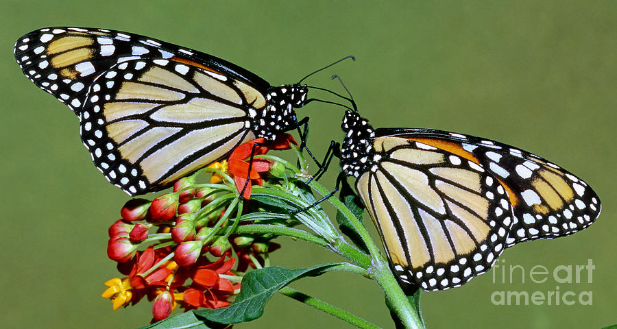 Monarch Butterfly #1 Photograph by Millard Sharp