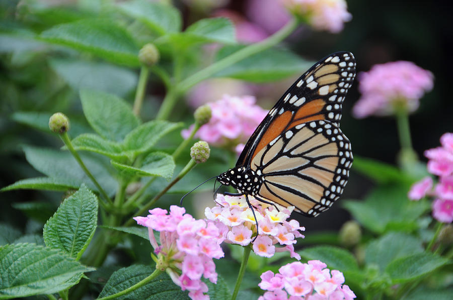Monarch Butterfly On Lantana Flower #1 Photograph by Bonnie Sue Rauch