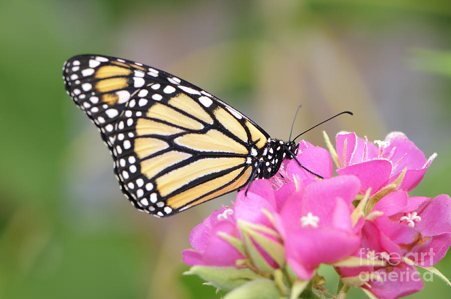 Monarch Butterfly on Pink Flower #1 Photograph by Oscar Gutierrez